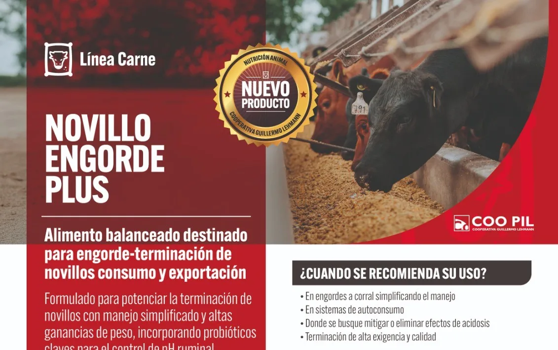 Novillo Engorde Plus, Línea Carne, La Lehmann