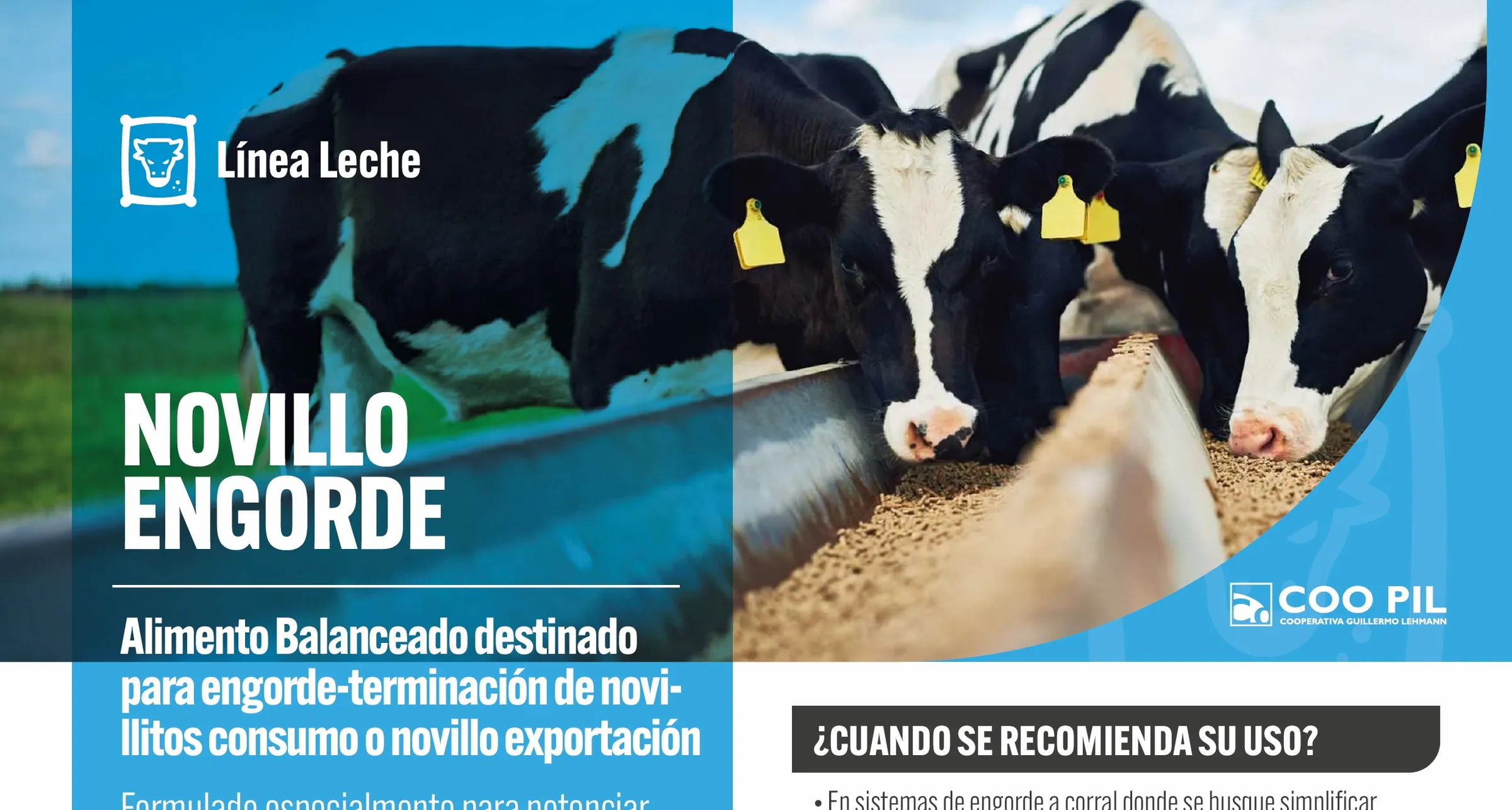 Novillo Engorde