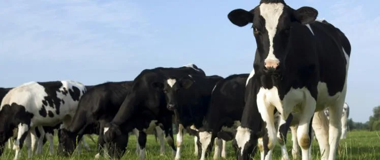 Línea Carne La Lehmann: Nutrición para reproductores bovinos