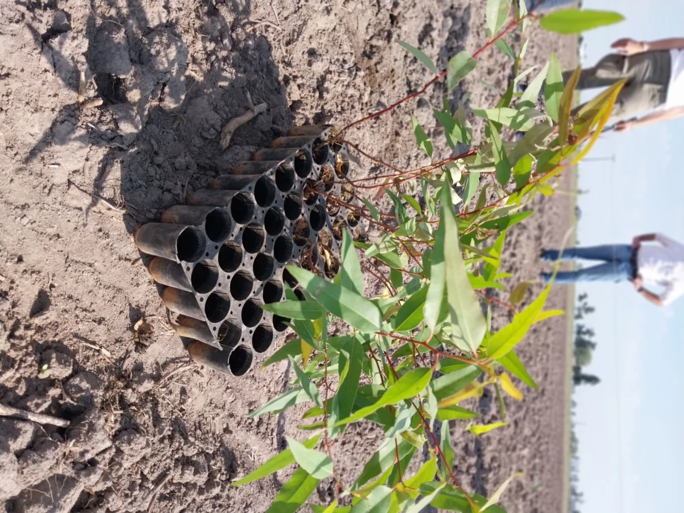 Colaboradores de la Lehmann y la UNL Iniciaron la Plantación en la Nueva Reserva Forestal