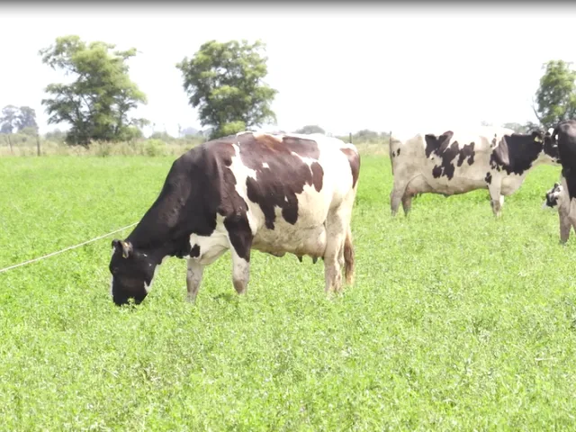 EL CULTIVO DE ALFALFA Y FORRAEJAS: ESTRATEGIA, TECNOLOGÍA Y ASESORAMIENTO INTEGRAL