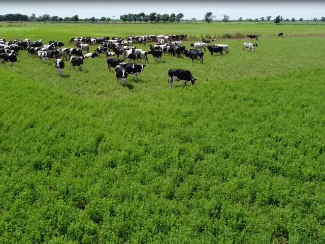 EL CULTIVO DE ALFALFA Y FORRAEJAS: ESTRATEGIA, TECNOLOGÍA Y ASESORAMIENTO INTEGRAL
