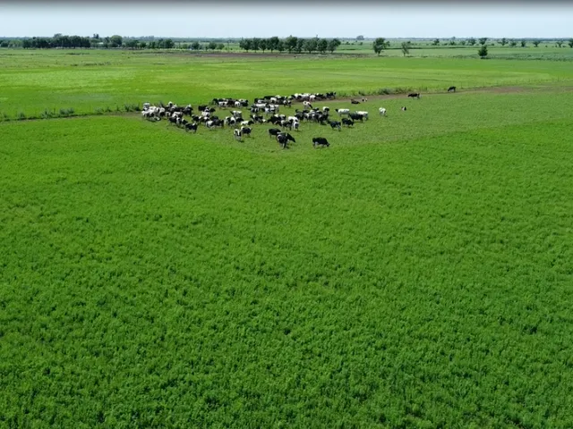 EL CULTIVO DE ALFALFA Y FORRAEJAS: ESTRATEGIA, TECNOLOGÍA Y ASESORAMIENTO INTEGRAL
