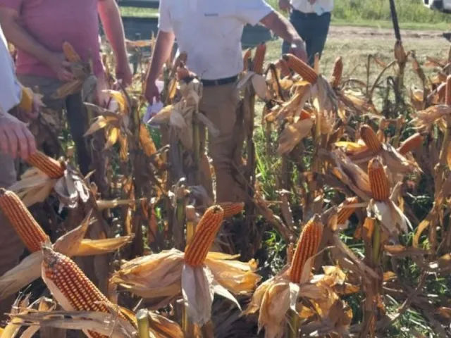 La Lehmann organiza dos demostraciones a campo con foco en maíz y abre una semana clave para productores de la región