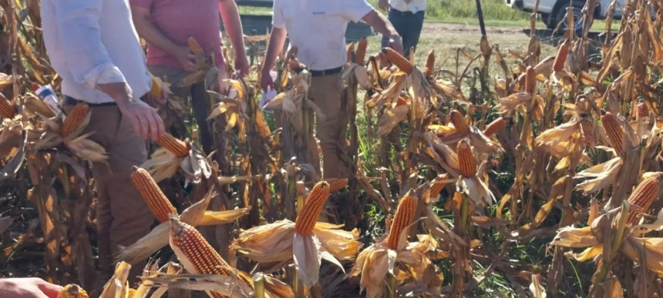 La Lehmann organiza dos demostraciones a campo con foco en maíz y abre una semana clave para productores de la región