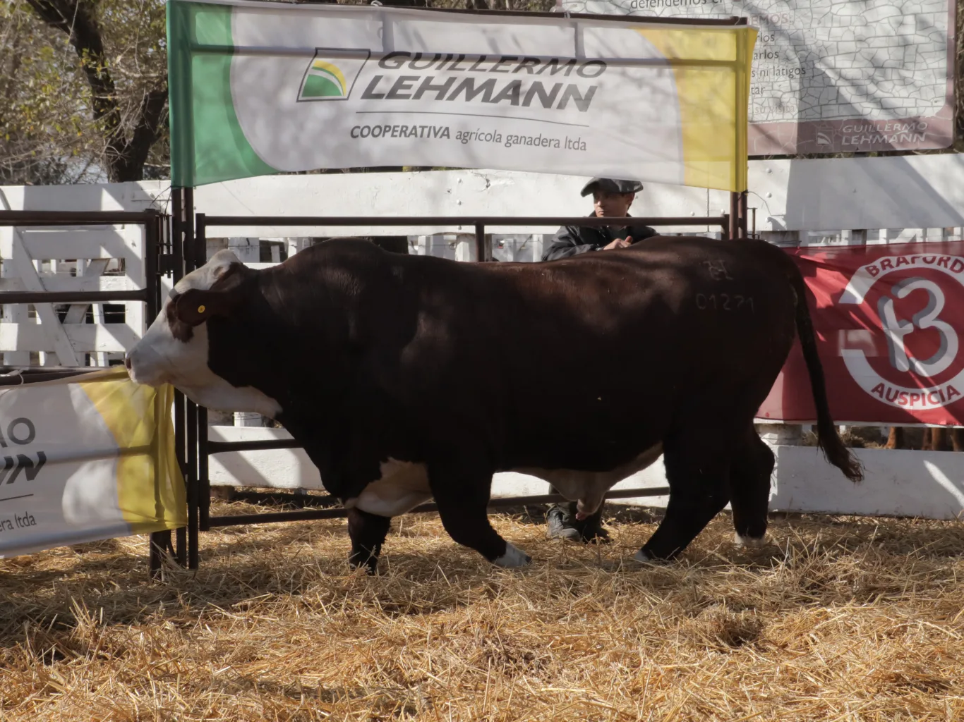 SE PONE EN MARCHA EL CALENDARIO DE REMATES RAZA CARNE CON UNA NUEVA EDICIÓN DEL  REMATE DE LA CÁMARA DE CABAÑAS SANTAFESINAS