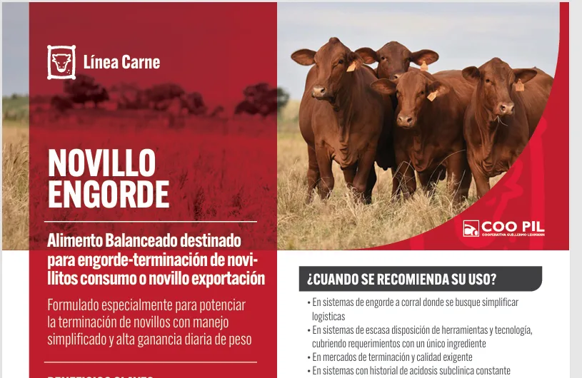 Novillo Engorde, Línea Carne, La Lehmann
