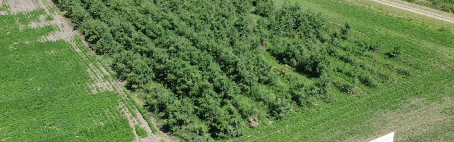 Reserva Forestal